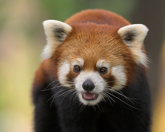 Red panda