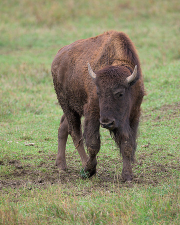 Bison