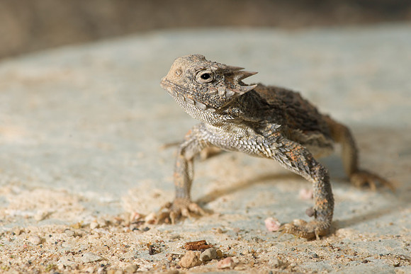 Desert horned lizard