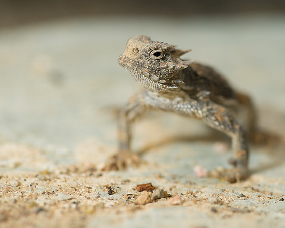 Desert horned lizard