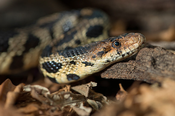 Fox snake