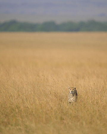 Cheetah