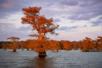 Cypress Tree