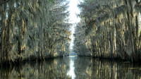 Government Ditch