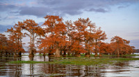 Cypress Trees
