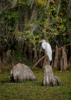 Great Egret