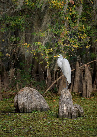 Great Egret