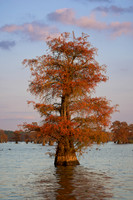 Cypress Tree