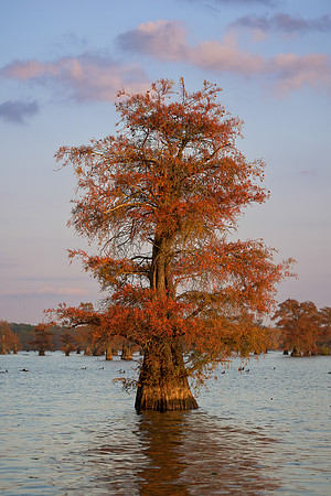 Cypress Tree