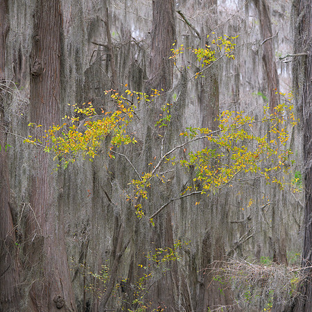 A Touch of Yellow