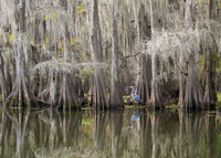 Heron Among the Cypress Trees