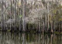 Cypress Trees