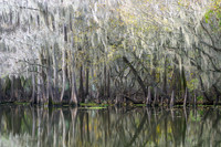 Cypress Trees