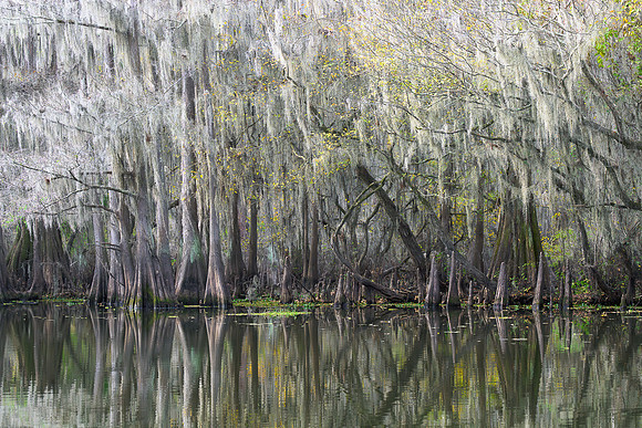 Cypress Trees