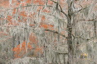 Spanish Moss on Cypress Trees