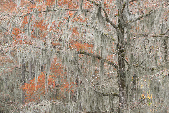 Spanish Moss on Cypress Trees