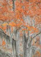 Spanish Moss on Cypress Trees