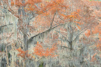 Spanish Moss on Cypress Trees