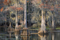 Cypress Trees