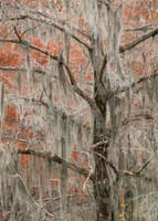 Spanish Moss on Cypress Trees