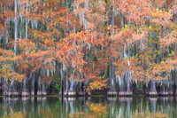Cypress Trees