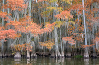 Cypress Trees