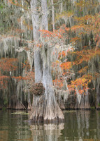 Cypress Trees