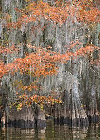 Cypress Trees