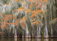 Cypress Trees