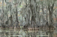 Cypress Trees