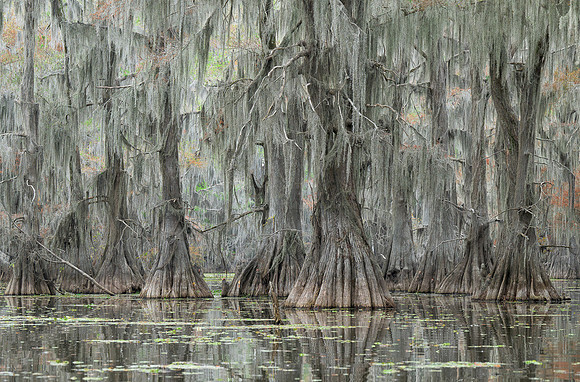Cypress Trees