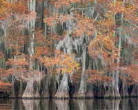 Cypress Trees