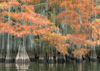 Cypress Trees