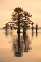 Cypress Trees Silouette