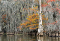Cypress Trees