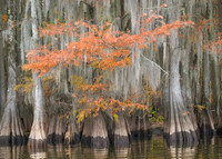 Cypress Trees