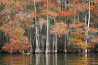 Cypress Trees