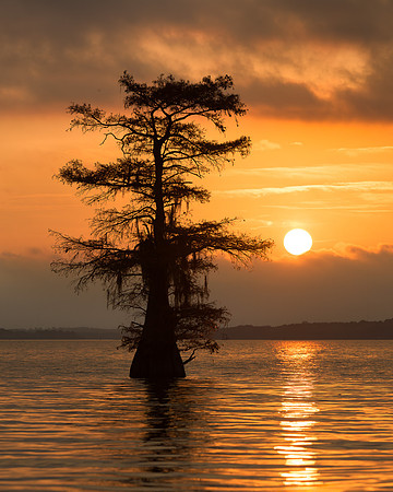 Cypress Trees Silouette