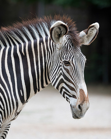 Grevy's zebra