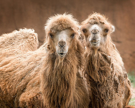 Bactrian Camels