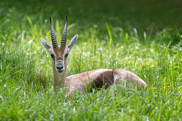 Gazelle in the grass