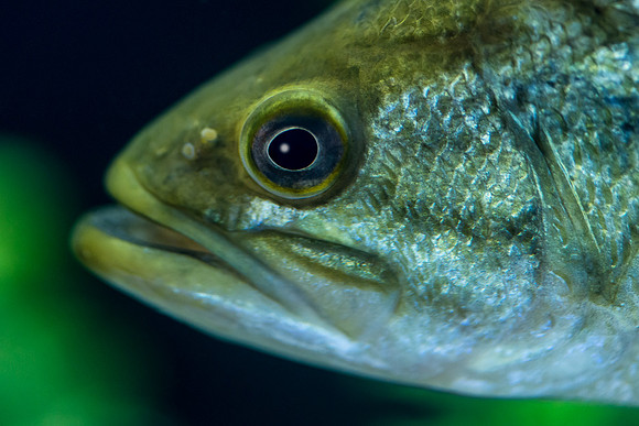 Largemouth bass