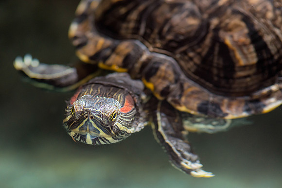 Swimming turtle