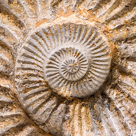 Ammonite shell