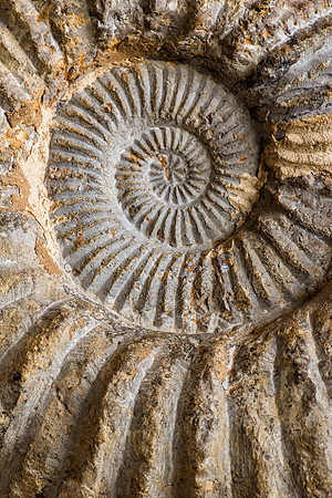 Ammonite shell