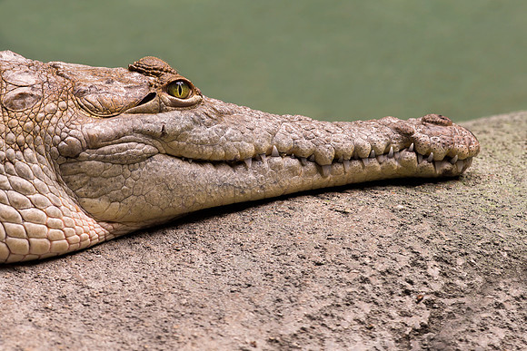Orinoco crocodile