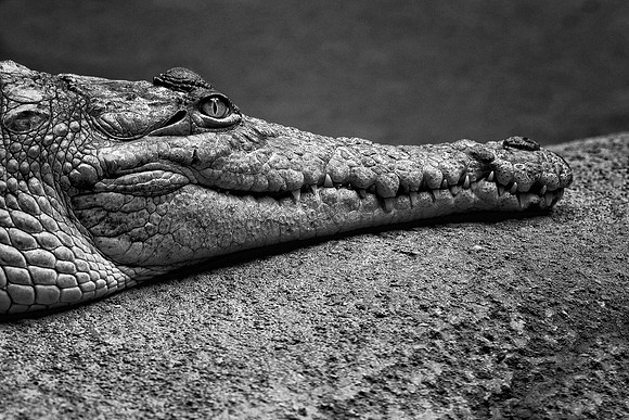 Orinoco crocodile (B&W version)