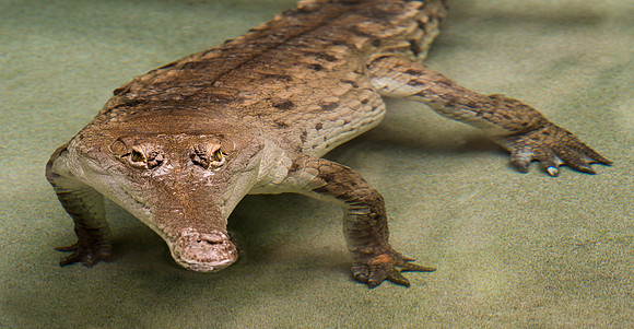 Orinoco crocodile