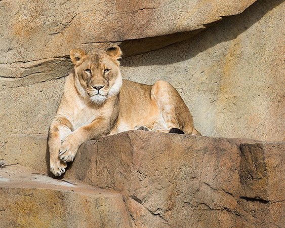 African lioness
