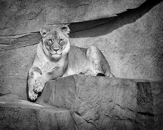 African lioness (B&W version)